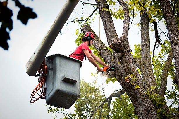 Best Tree Stump Removal  in Harlingen, TX